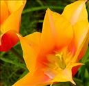 Monhegan Tulips